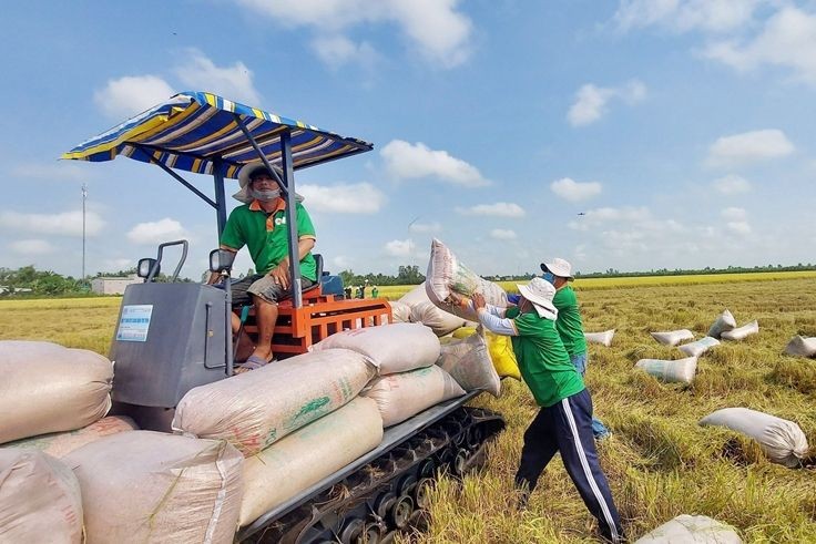 Trong 6 tháng đầu năm 2024, Philippines nhập khẩu 1,72 triệu tấn gạo từ Việt Nam. (Ảnh minh họa)