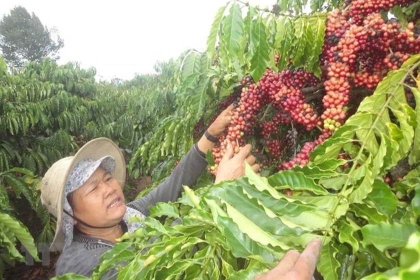 Nguồn vốn tín dụng chính sách giúp người dân huyện miền núi Chư Sê vươn lên thoát nghèo.