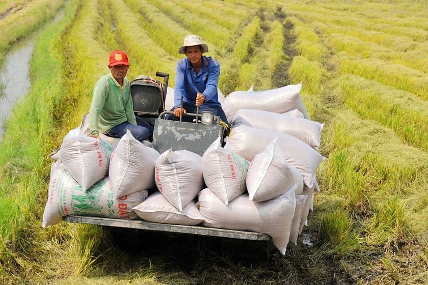 Giá gạo xuất khẩu của Việt Nam trong thời gian tới có thể sẽ tiếp tục được duy trì ở mức phù hợp. (Ảnh minh họa: VnEconomy)