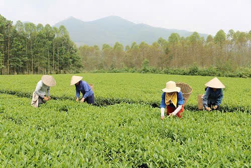 Nông thôn Cẩm Khê khởi sắc nhờ dòng vốn tín dụng chính sách.