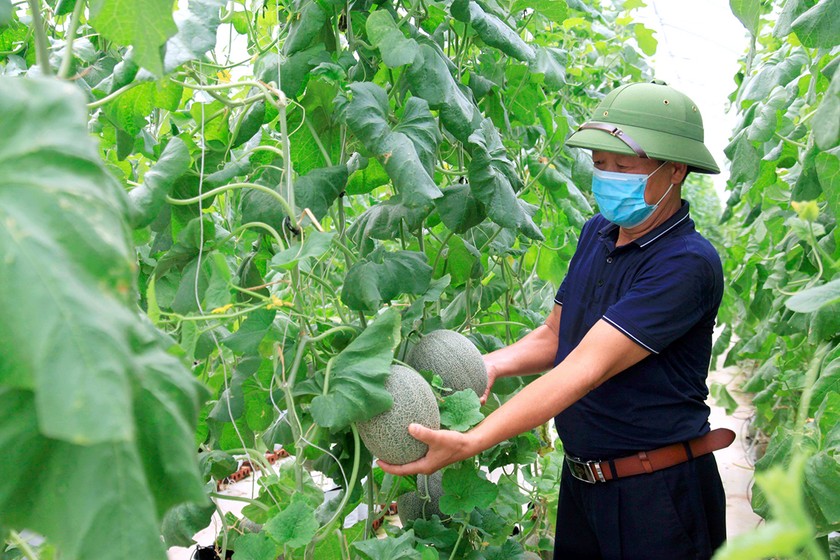 Mô hình trồng dưa lưới giúp người dân trên địa bàn có nguồn thu nhập ổn định.