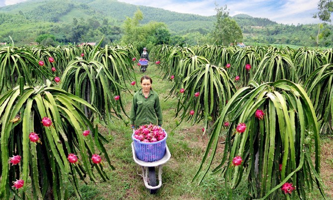 Sản phẩm thanh long ruột đỏ Lập Thạch được tỉnh Vĩnh Phúc cấp chứng nhận đạt chất lượng sản phẩm OCOP, phân hạng 3 sao.