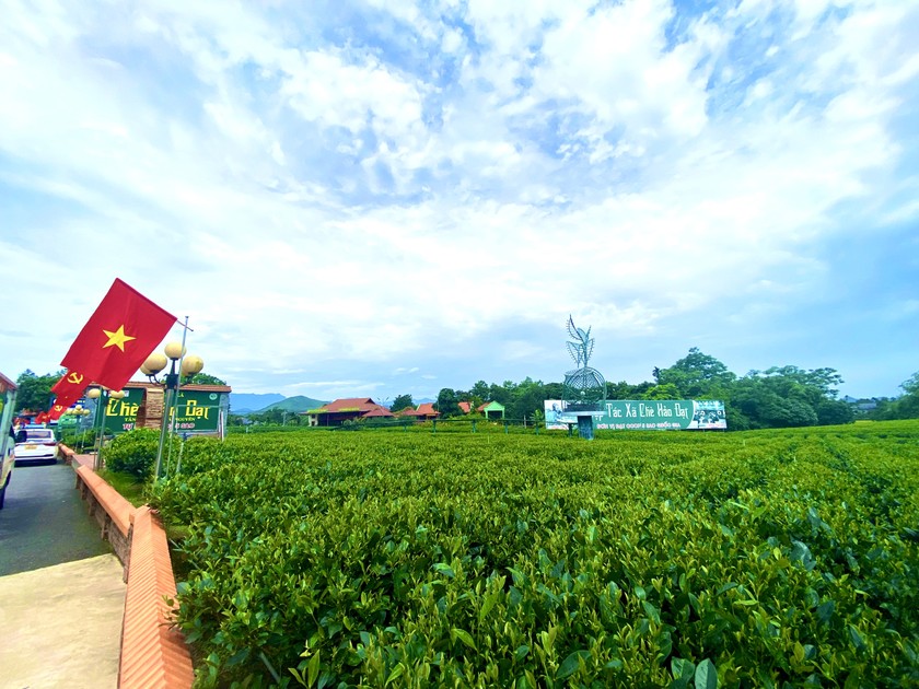 Vườn chè Hảo Đạt tại Tân Cương (Thái Nguyên) nơi du khách có đến thăm quan chụp ảnh và thưởng trà (Ảnh: Lê Hanh)