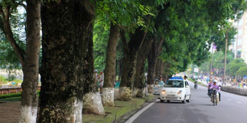 Hà Nội bịn rịn chia tay những hàng cây