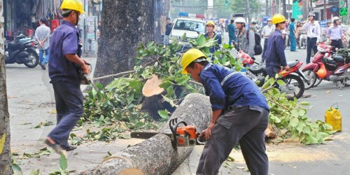 Luật sư "định" tội danh vụ chặt hạ cây xanh ở Hà Nội