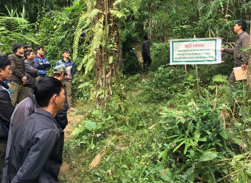 Mô hình khoanh nuôi xúc tiến tái sinh tự nhiên tại xã Rã Bản, huyện Chợ Đồn, tỉnh Bắc Kạn (Ảnh minh họa)