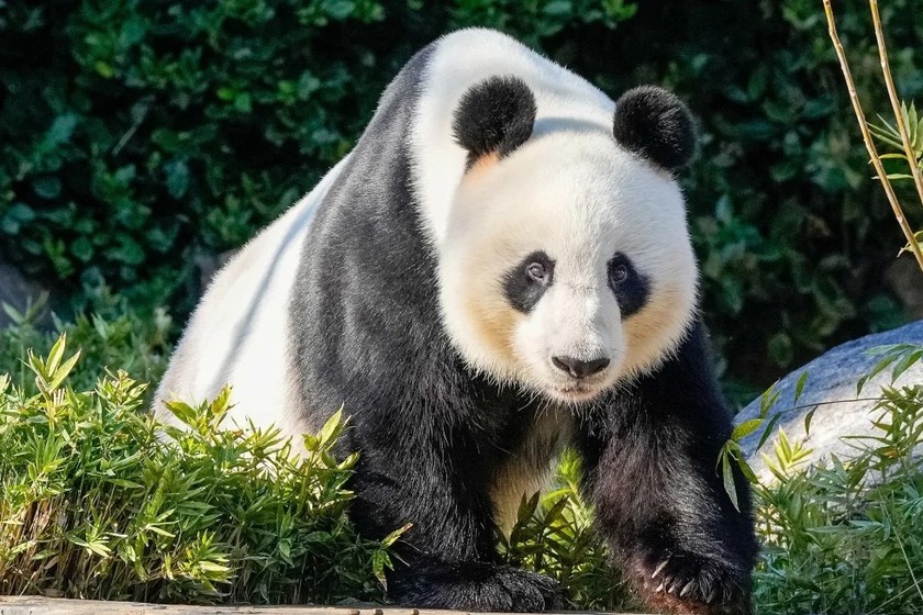 Gấu trúc Wang Wang tại vườn thú Adelaide (Australia) vào ngày 16/6/2024. Ảnh: Asanka Ratnayake/Pool/Reuters