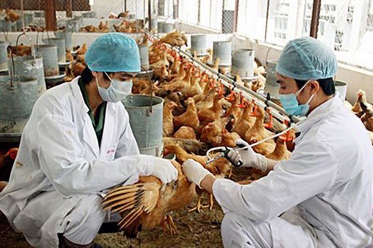 7 tỉnh đã xảy ra Cúm gia cầm A/H5N1, buộc tiêu hủy trên 12.000 con gia cầm.