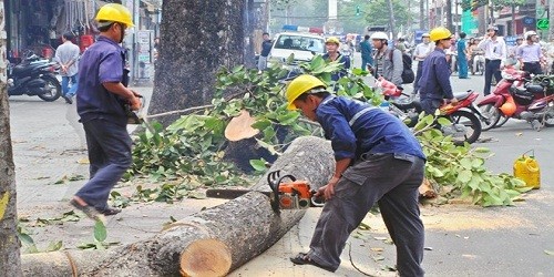 Chặt hạ cây xanh: UBND TP. Hà Nội “nợ” 21 câu hỏi đến bao giờ?