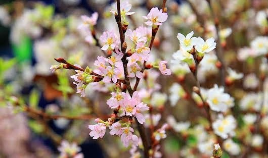 Nhờ công nghệ chăm sóc, bảo quản của các chuyên gia Nhật Bản do công ty AIC đưa về, hoa tại lễ hội năm nay tươi như đang ở bản xứ