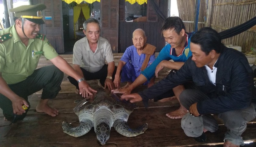 Cà Mau: Thả cá thể rùa biển quý hiếm về môi trường tự nhiên