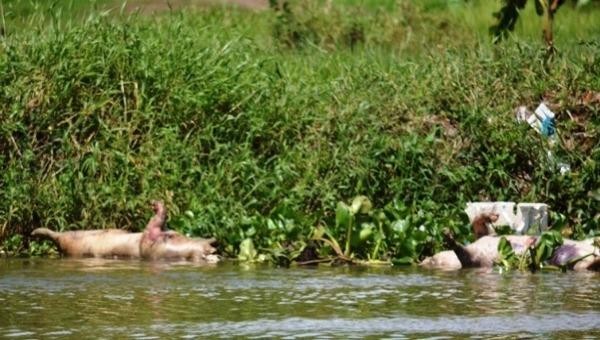 Một đoạn kênh Bà Hiên (huyện Hồng Dân, Bạc Liêu) dày đặc xác heo dạt vào bờ 