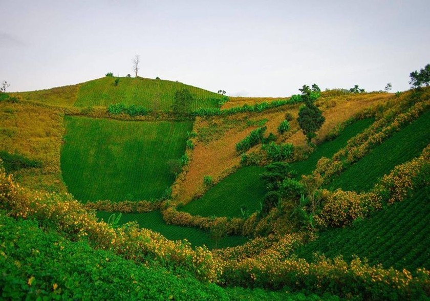 Cả biển hoa dã quỳ vàng rực trong lòng núi lửa Chư Đăng Ya.