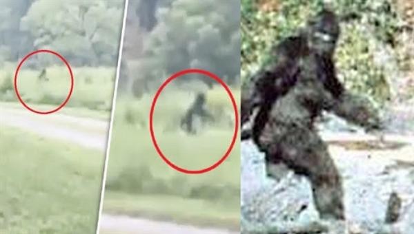 Một số hình ảnh về sự xuất hiện của “quái vật chân to”, hay còn gọi là Bigfoot.