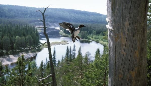 Phát triển rừng bền vững là mục tiêu quốc gia của Phần Lan hàng thập kỷ nay. 
