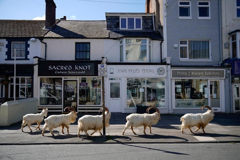 Đàn dê Great Orme Kashmiri xuất hiện trở lại ở thị trấn Llandudno (xứ Wales) sau 33 năm vắng bóng. 