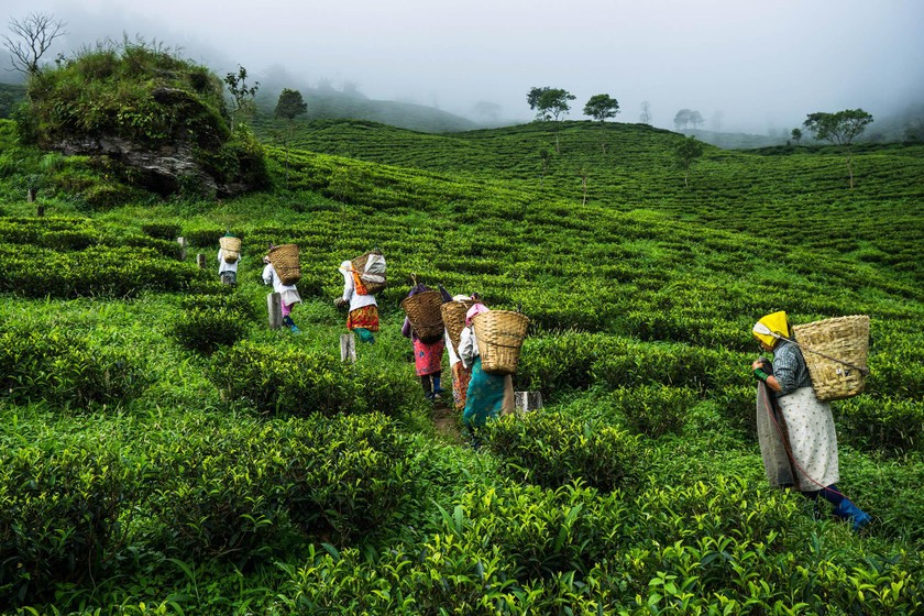 Nông dân ở nông trường trà Makaibari.