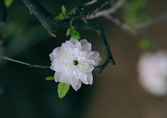 "Đừng tưởng xuân tàn hoa rụng hết/ Đêm qua sân trước một nhành mai."