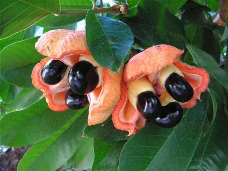 Quả ackee tươi.