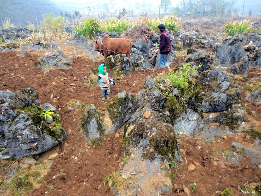 Mùa gieo hạt trên cao nguyên đá. 