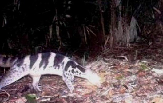 Hình ảnh con Cầy giông sọc được cho là bị tuyệt chủng ở Việt Nam và Trung Quốc vừa được phát hiện qua bẫy ảnh tại khu BTTN Phong Điền (Huế)