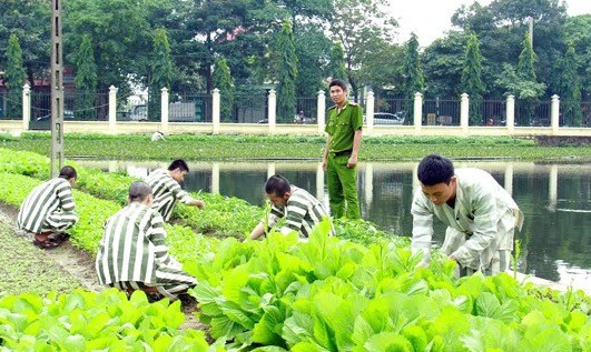 Các phạm nhân đang lao động (ảnh minh họa)