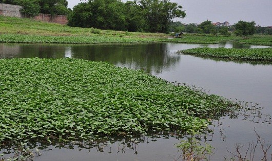 Hồ rau muống nơi hai mẹ con tử đuối nước thương tâm