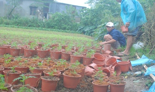 Hai cha con ông Tân trồng lại vườn hoa bị gãy đổ còn sót lại sau lụt.