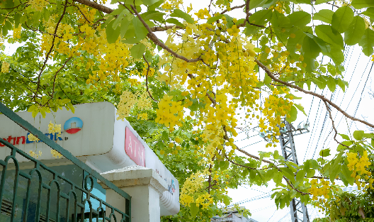 Hoa muồng Hoàng yến khoe sắc đường phố Huế 