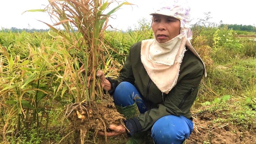 Gia đình chị Duyên đành chấp nhận mất trắng vụ gừng Tết vì không theo nổi chi phí “cứu chữa”.