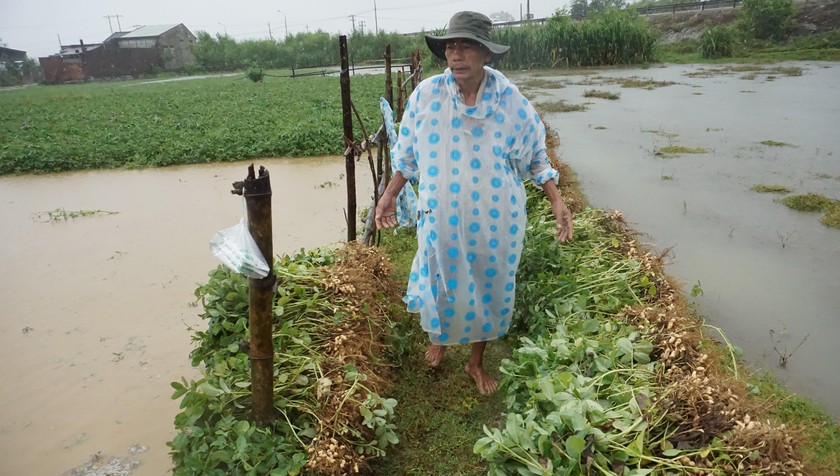 Nông dân Quảng Nam đang cố vớt những sào đậu bị ngâm trong nước mưa vào sáng ngày 2/4.