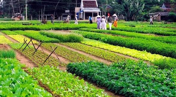 Nghề trồng rau Trà Quế được công nhận Di sản văn hóa phi vật thể quốc gia.