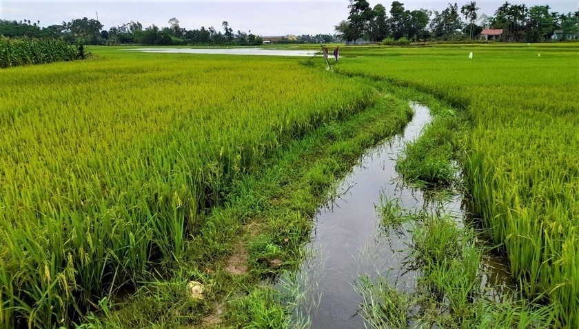 Cảnh đồng lúa cùng các dòng kênh nhỏ uốn lượn cùng cảnh làng quê ở Quảng Nam rất bắt mắt. 