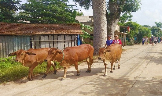 Kịp thời đưa tài sản và vật nuôi đến nơi trú ẩn an toàn