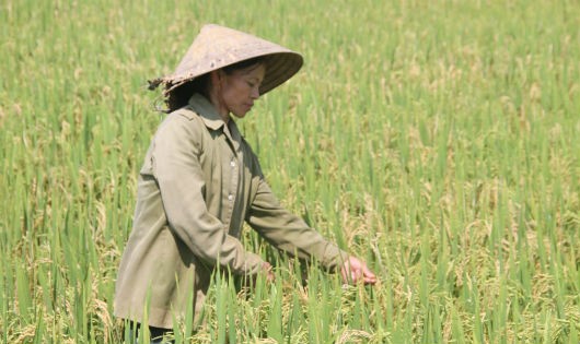 Nông dân điêu đứng vì hàng ngàn hecta lúa bị đạo ôn
