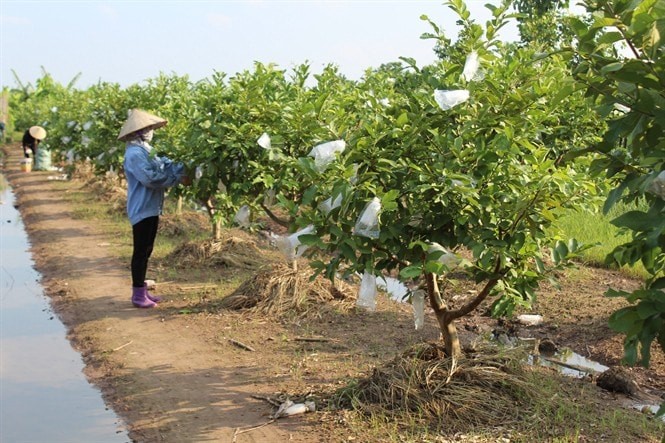  Nghị quyết 07 giảm tiền thuê đất, thuê mặt nước của năm 2022 đối với các đối tượng bị ảnh hưởng bởi dịch COVID -19 (Ảnh minh họa).