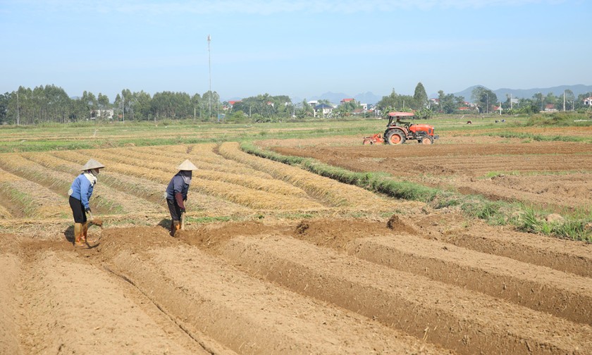 Nông dân xã Quang Thịnh làm đất trồng hoa vụ đông.