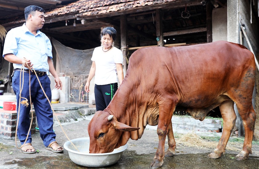 Chị Phạm Thị Hoa, hộ nghèo ở thôn Đông, xã An Hà, huyện Lạng Giang, được hỗ trợ bò giống sinh sản.