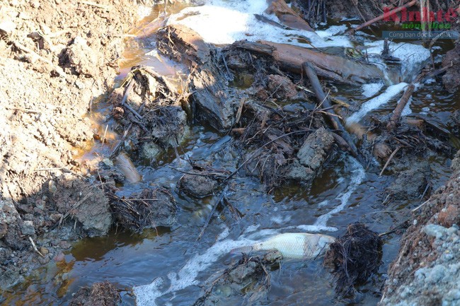 Phát hiện cá bị chết trên dòng nước thải của Công ty Long Huy Hùng. Ảnh Kinh tế nông thôn