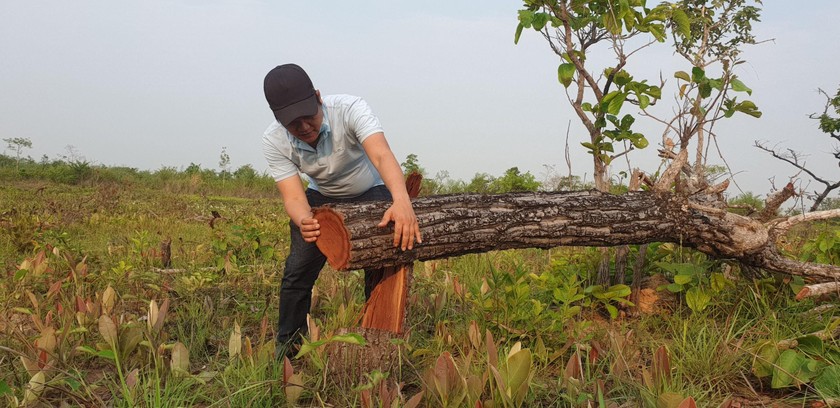 Nhiều cán bộ kiểm lâm xin nghỉ việc. Ảnh minh họa.