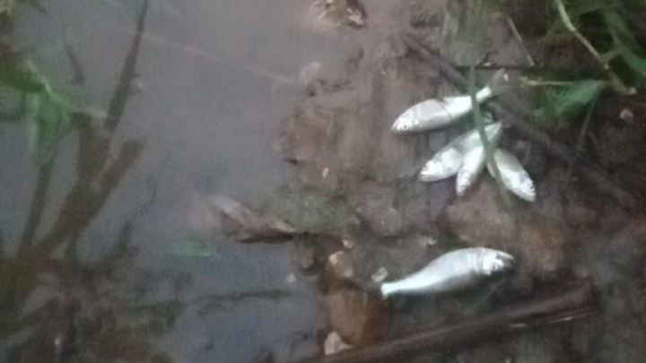 Lào Cai: Đang xác minh nguyên nhân xảy ra cá chết bất thường 
