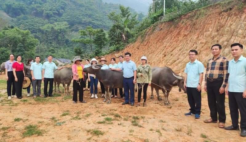 Hỗ trợ trâu sinh sản cho nhiều hộ nghèo tại xa Thống Nhất 