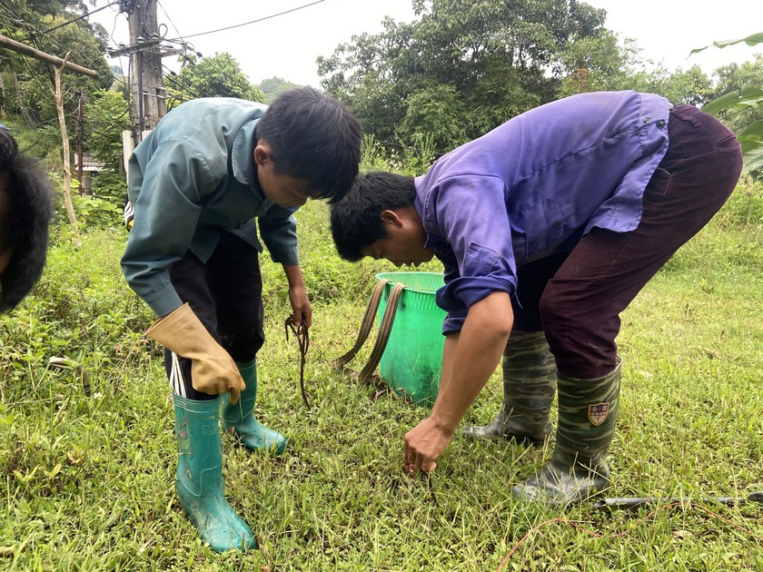 Lào Cai chỉ đạo ngăn chặn tình trạng kích điện, sơ chế, thu mua giun đất