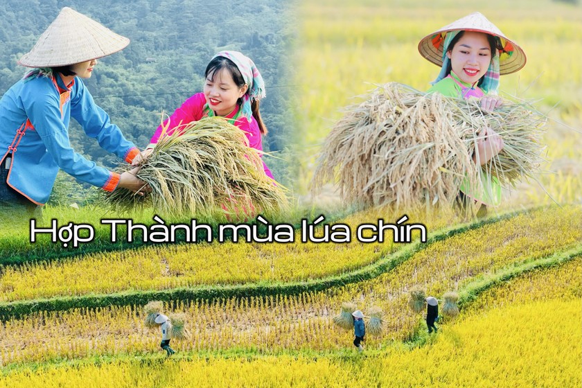 Hợp Thành mùa lúa chín