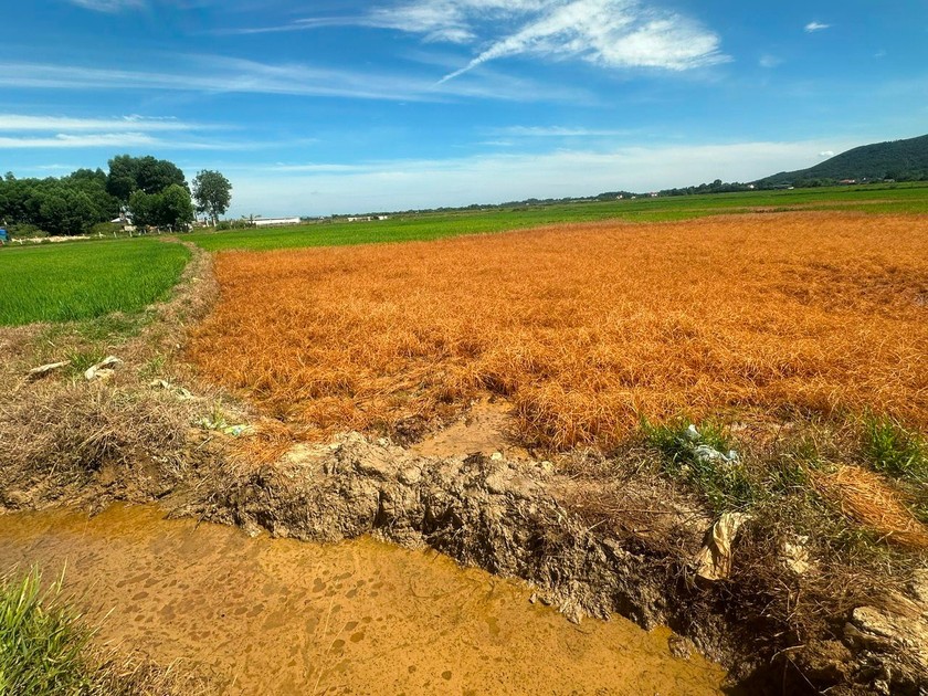 Hơn 1,5ha diện tích lúa của người dân thôn Bình Sơn, xã Gia Hanh, huyện Can Lộc bị chết do sự cố tràn dầu. Ảnh: PV