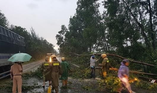 Cây xanh gãy đổ trong đêm (ảnh: FB)