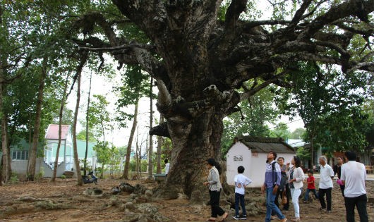 Cây dầu rái hàng trăm tuổi