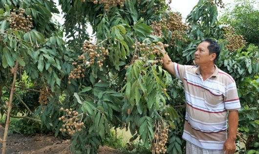 Ông Tâm bên vựa trái cây trồng theo kỹ thuật mới của mình (Ảnh nhân vật cung cấp)