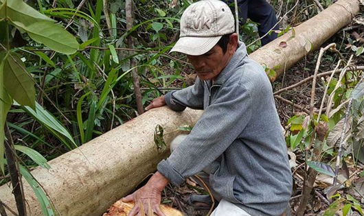 Hàng chục ha rừng ở Sông Hinh bị đốn hạ.