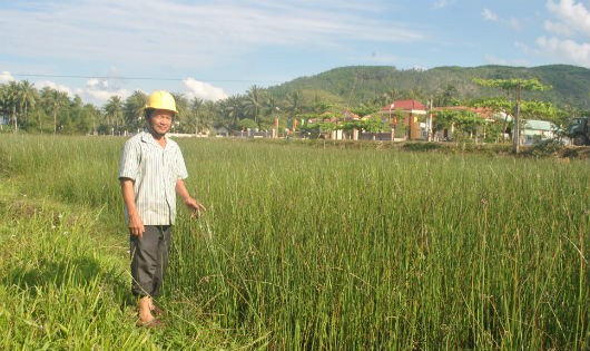 Cánh đồng cói của ông Phó.